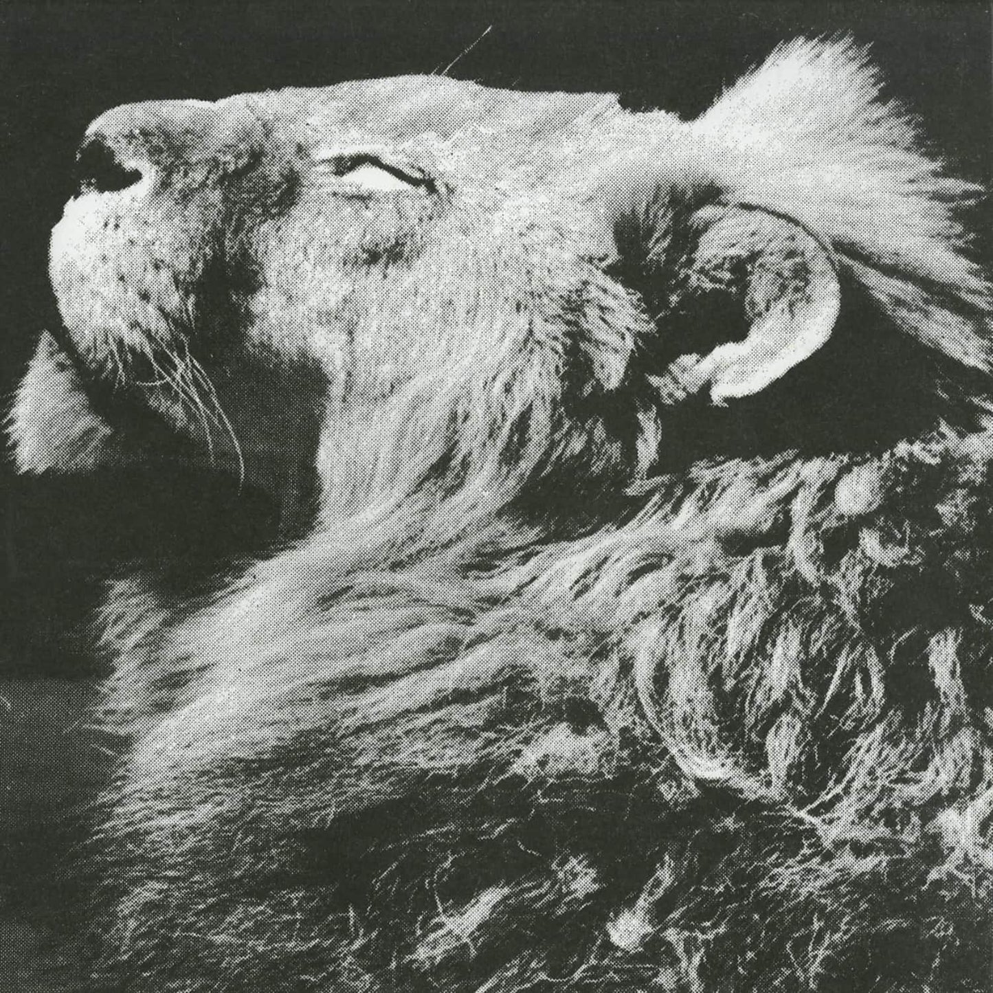 ANTHONY NAPLES – EL PORTAL