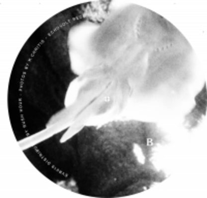 DJ PHLOWGOD – MANTHA EP