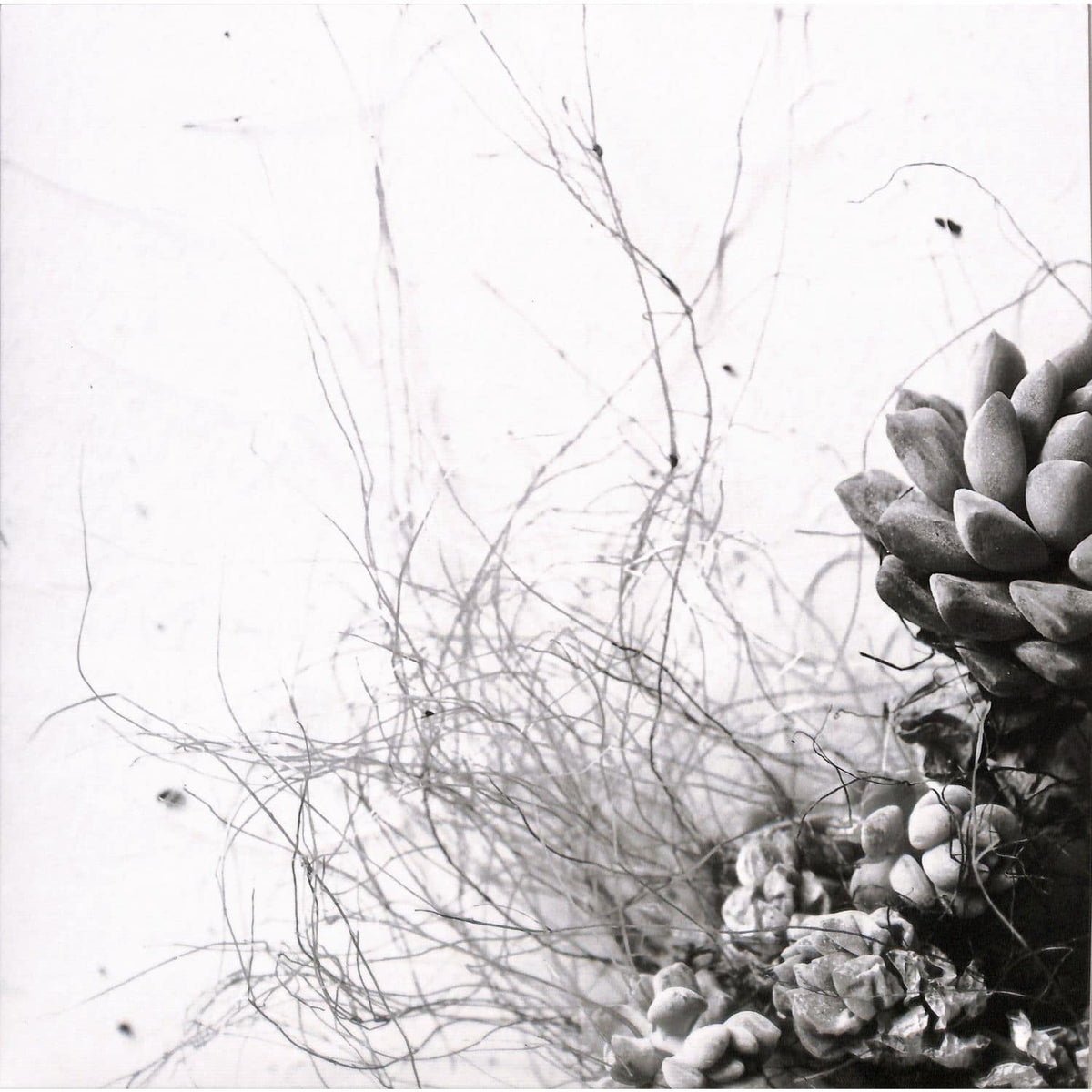 ACAERA – UNFOLD