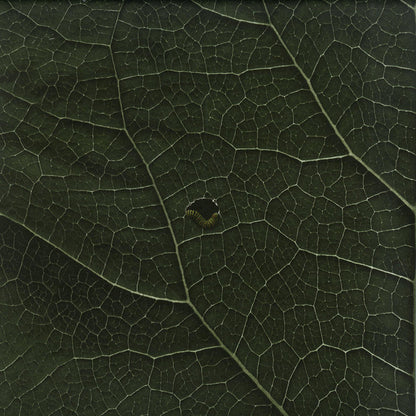 SUOLO – MULENV008 - Chippy Chasers Record Store