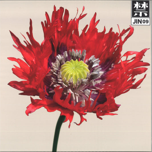 COSMO – JIN09