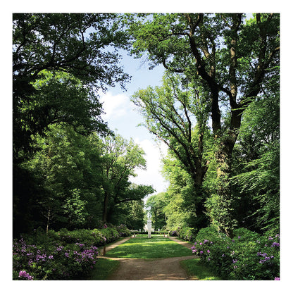Second Hand vinyl record of COEN OSCAR POLACK’s Haarlemmerhout with album cover art featuring trees and natural landscape.