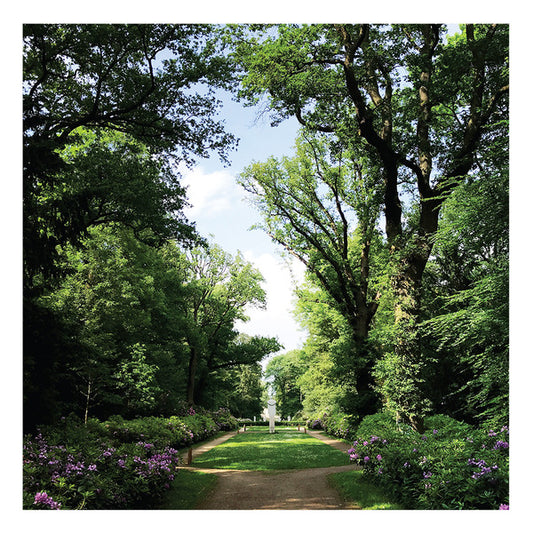 Second Hand vinyl record of COEN OSCAR POLACK’s Haarlemmerhout with album cover art featuring trees and natural landscape.